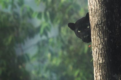 El elusivo animal fue fotografiado en el bosque de Kabini, ubicado en la localidad india de Karnaka