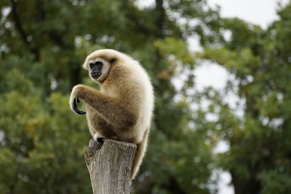 El embarazo de Momo sorprendió a todos los cuidadores del zoológico