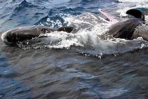 El emocionante momento en que una familia de ballenas se unió durante un parto (Foto: Proyect CETI)