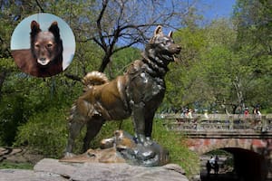 El emotivo homenaje a Balto, un perro que se convirtió en héroe hace un siglo