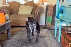 El emotivo momento en que un perro anciano recibe con cariño a su dueño