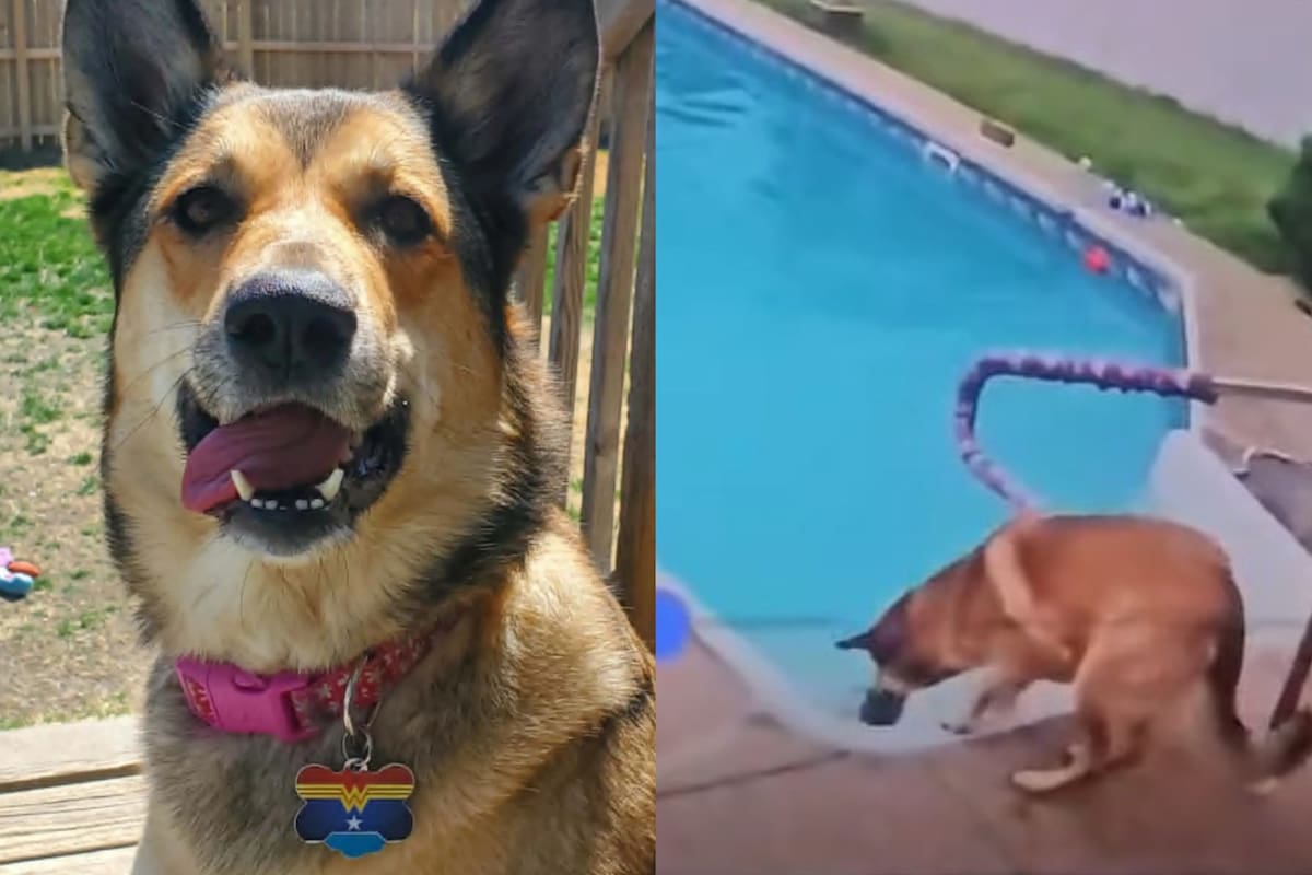 El emotivo rescate de un perro en Estados Unidos