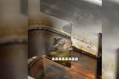 El empleado grabó al ratón y se volvió viral (Captura video)
