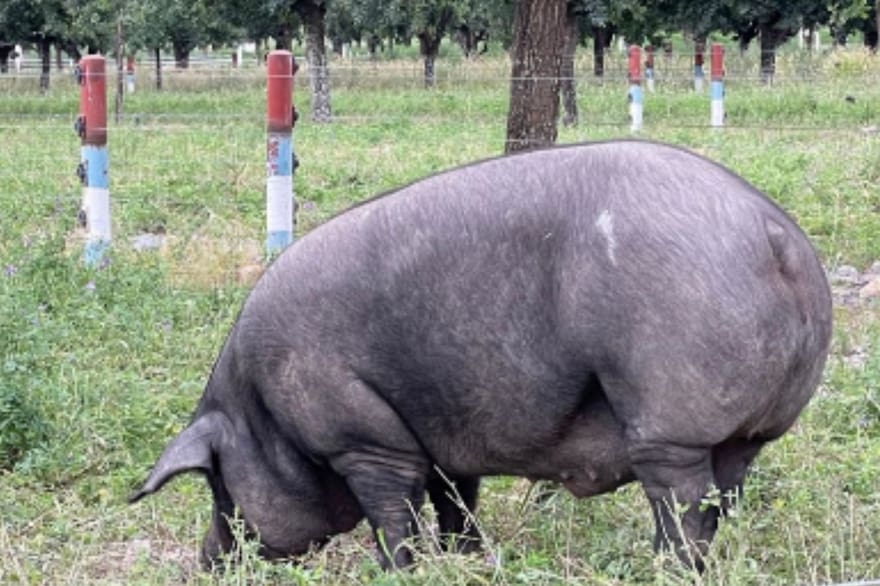 El cerdo negro argentino: El jamón de bellota que rivaliza con el ibérico español