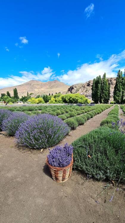 El emprendimiento Lavandas del Limay lleva adelante la plantación de 4 mil unidades y 17 variedades distintas.