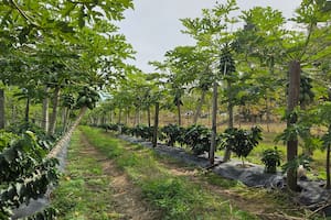 Un cultivo impensado hasta hace poco por sus características apunta a ser un éxito en una provincia