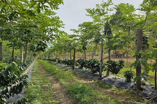 Un cultivo impensado hasta hace poco por sus características apunta a ser un éxito en una provincia