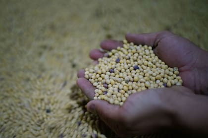 El empresario cobraba reintegros por la compraventa de granos que compraba en el mercado ilegal