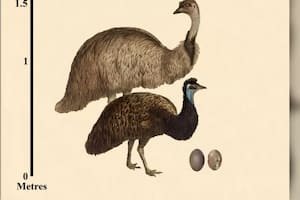 El emú enano era 44% más pequeño que la especie continental, aunque los huevos tenían el mismo tamaño, según los expertos