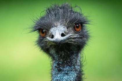 El emú, o Dromaius novaehollandiae, es una de las aves más grandes de la Tierra, superada sólo por el avestruz.