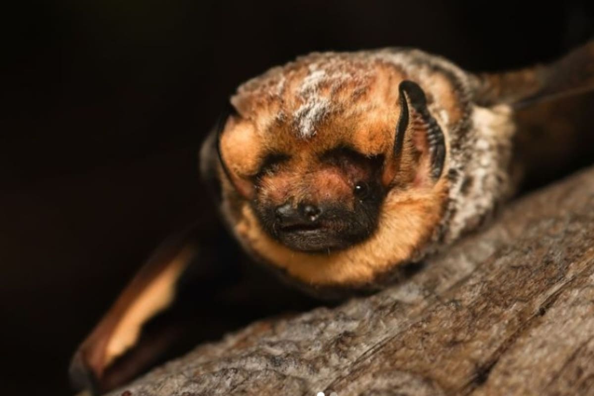 El encanto de Hoary Potter lo consagró como el más bello de 2024. (Instagram BLM)