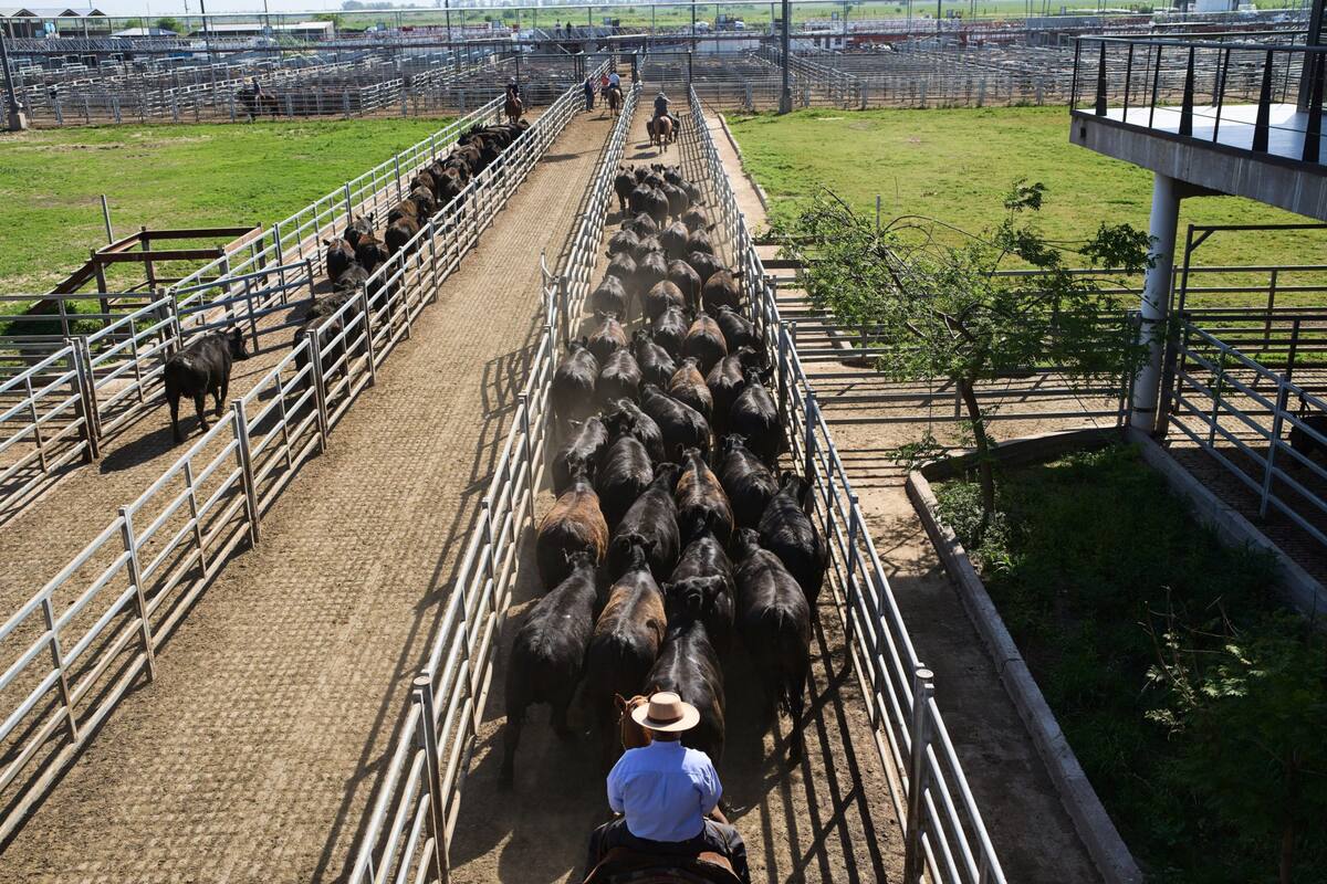 El encierre anual en el MAG fue de 1.107.131 animales, un 8,03% por debajo de los 1.203.824 vendidos en el 2024
