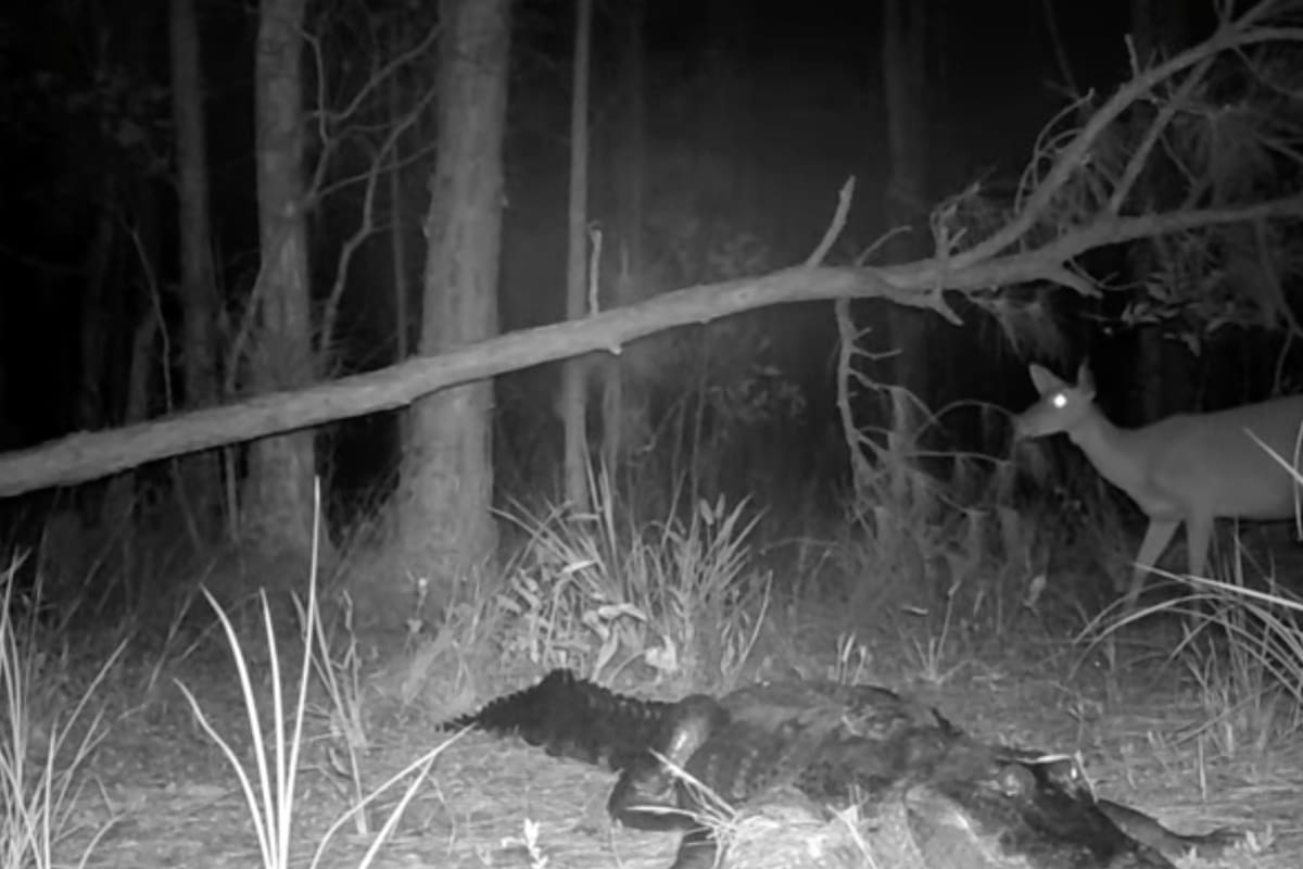 El encuentro cercano de un cocodrilo con un venado en la noche de Florida