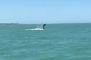 El encuentro con el ejemplar sorprendió a los turistas (Foto: @ballenasuy)