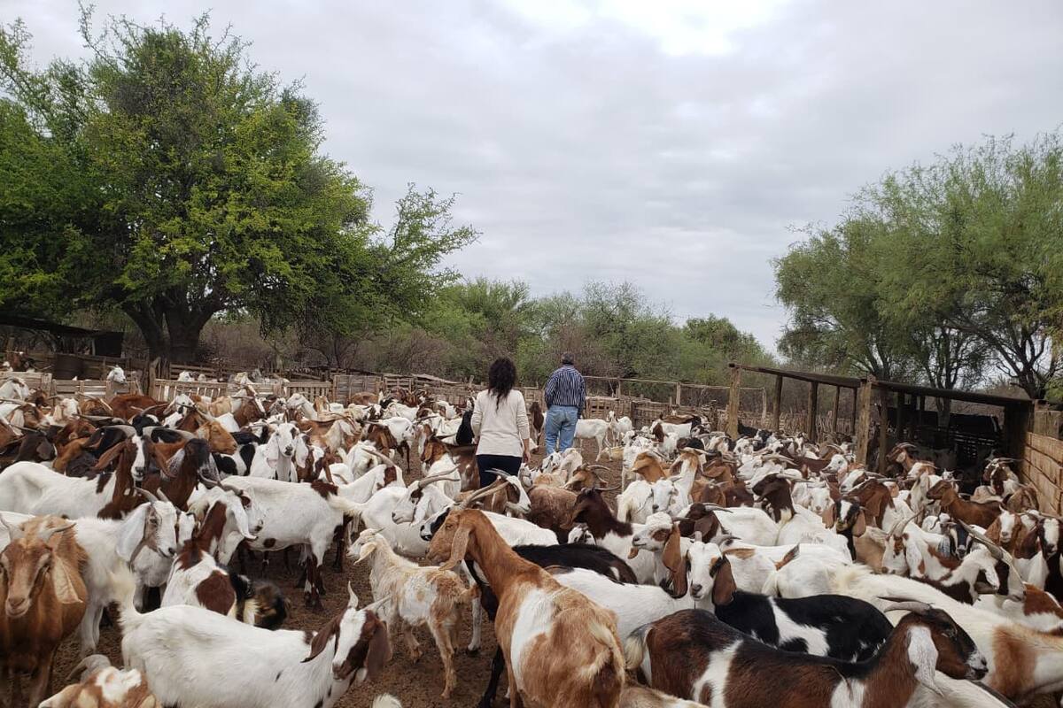 El encuentro contará con la participación del INTA, universidades y funcionarios del Ministerio de Bioagroindustria de Córdoba