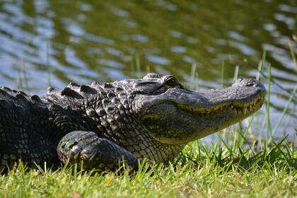 El encuentro entre un pequeño caimán y una serpiente sorprendió a una familia de Florida, que lo captó en video