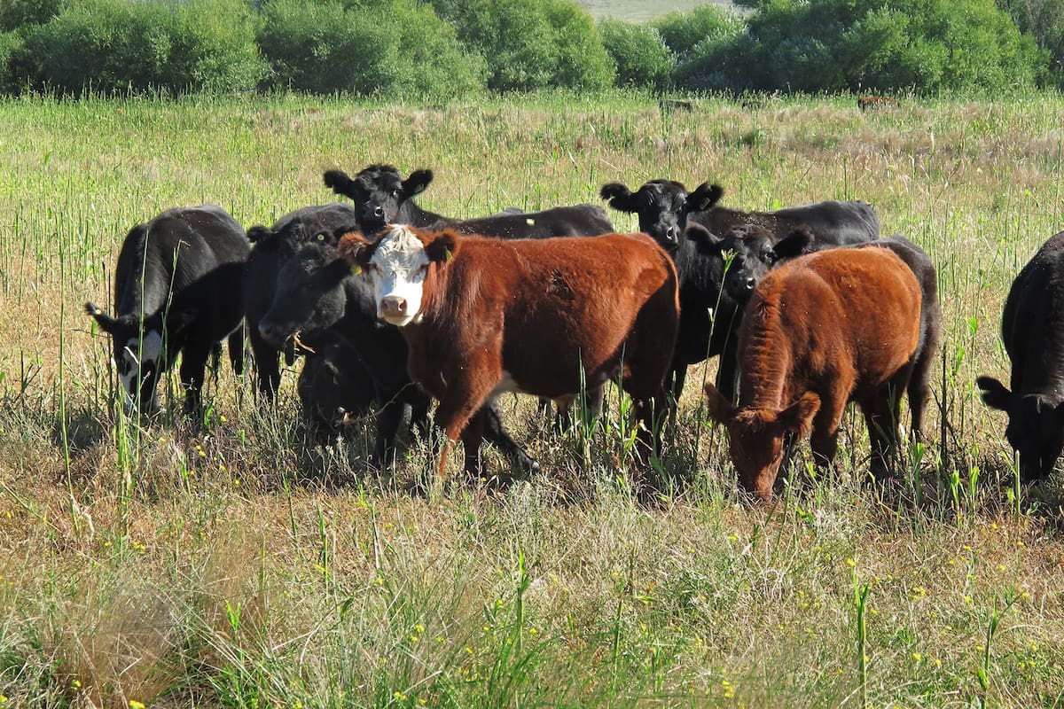 El encuentro, organizado por el Ipcva, tendrá como eje "la producción y comercialización de carne vacuna a nivel global durante y después del impacto de la pandemia de Covid-19"