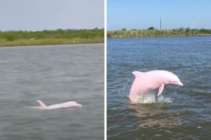 El encuentro resulta extremadamente llamativo debido a que sólo se cuentan alrededor de veinte avistamientos de delfines rosados en el mundo