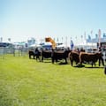 En un gran momento de la ganadería, la raza líder mostrará la genética que impulsa la producción de carne