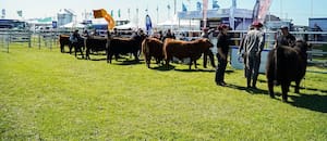En un gran momento de la ganadería, la raza líder mostrará la genética que impulsa la producción de carne