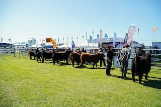 En un gran momento de la ganadería, la raza líder mostrará la genética que impulsa la producción de carne