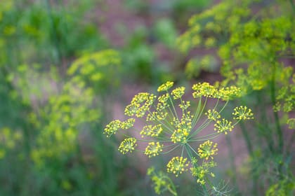 El eneldo ofrece un despligue de flores exquisitas