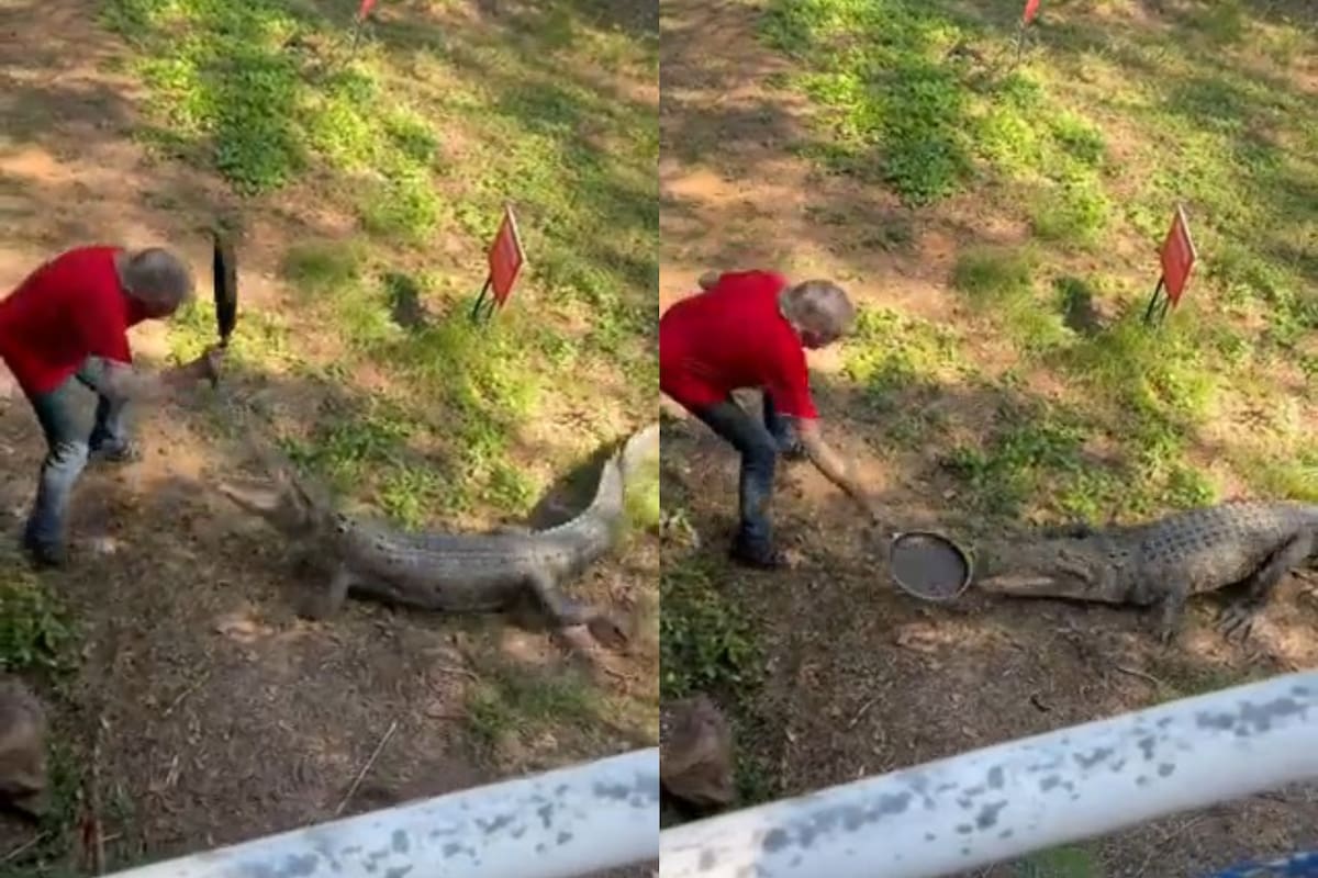 El enfrentamiento entre el hombre y el cocodrilo en Australia