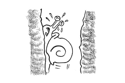 El enigma del caracol