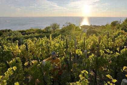 El enólogo Milos Skabar trabaja en su viñedo de la variedad Prosekar en Prosecco, cerca de Trieste, Italia