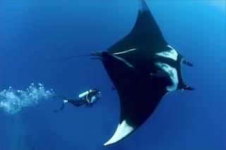 Un enorme animal marino apareció en las costas de Texas: el inusual avistamiento