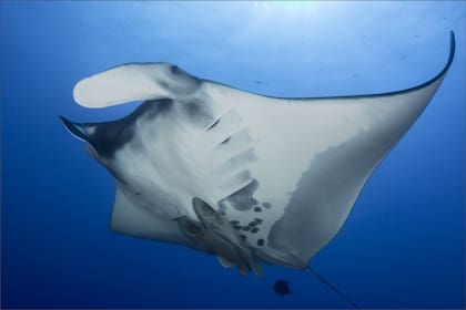 El enorme animal medía entre 1,8 y 2,4 metros y era un ejemplar joven