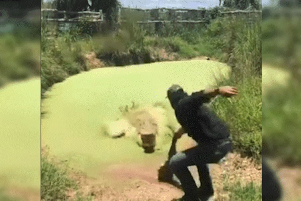 El enorme animal sorprendió al hombre