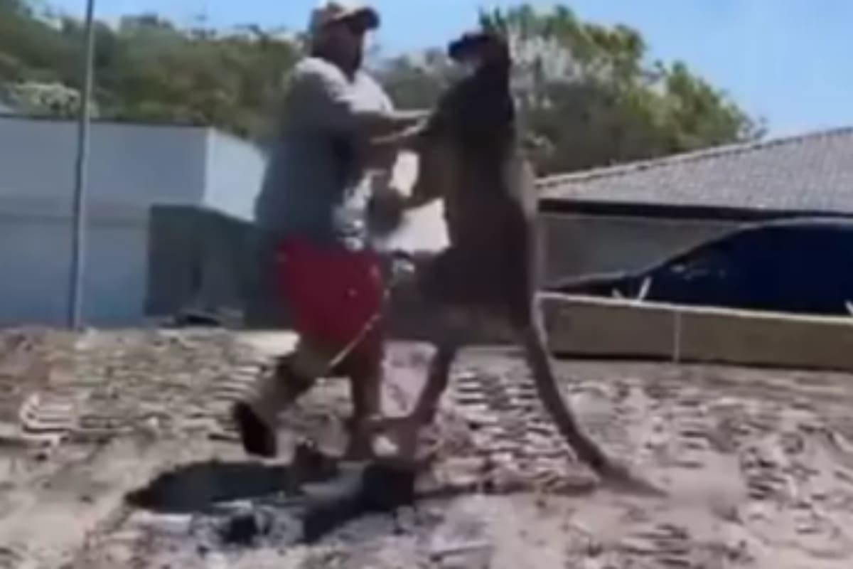 El enorme marsupial pateó al hombre que intentó alejarlo del lugar. Fuente: 7News