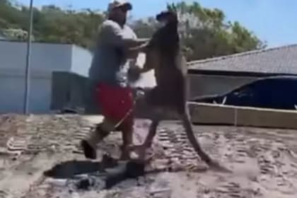 El enorme marsupial pateó al hombre que intentó alejarlo del lugar. Fuente: 7News