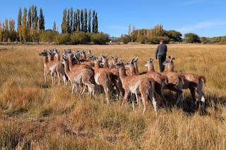Eric Agustín y Mónica Reinsch amansan guanacos, los esquilan y exportan una de las fibras más valiosas del mundo: “Tiene que ser revolucionario”
