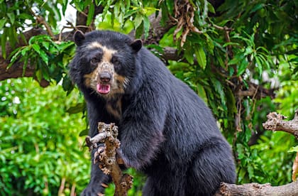 El entrañable y protegido oso de anteojos peruano.