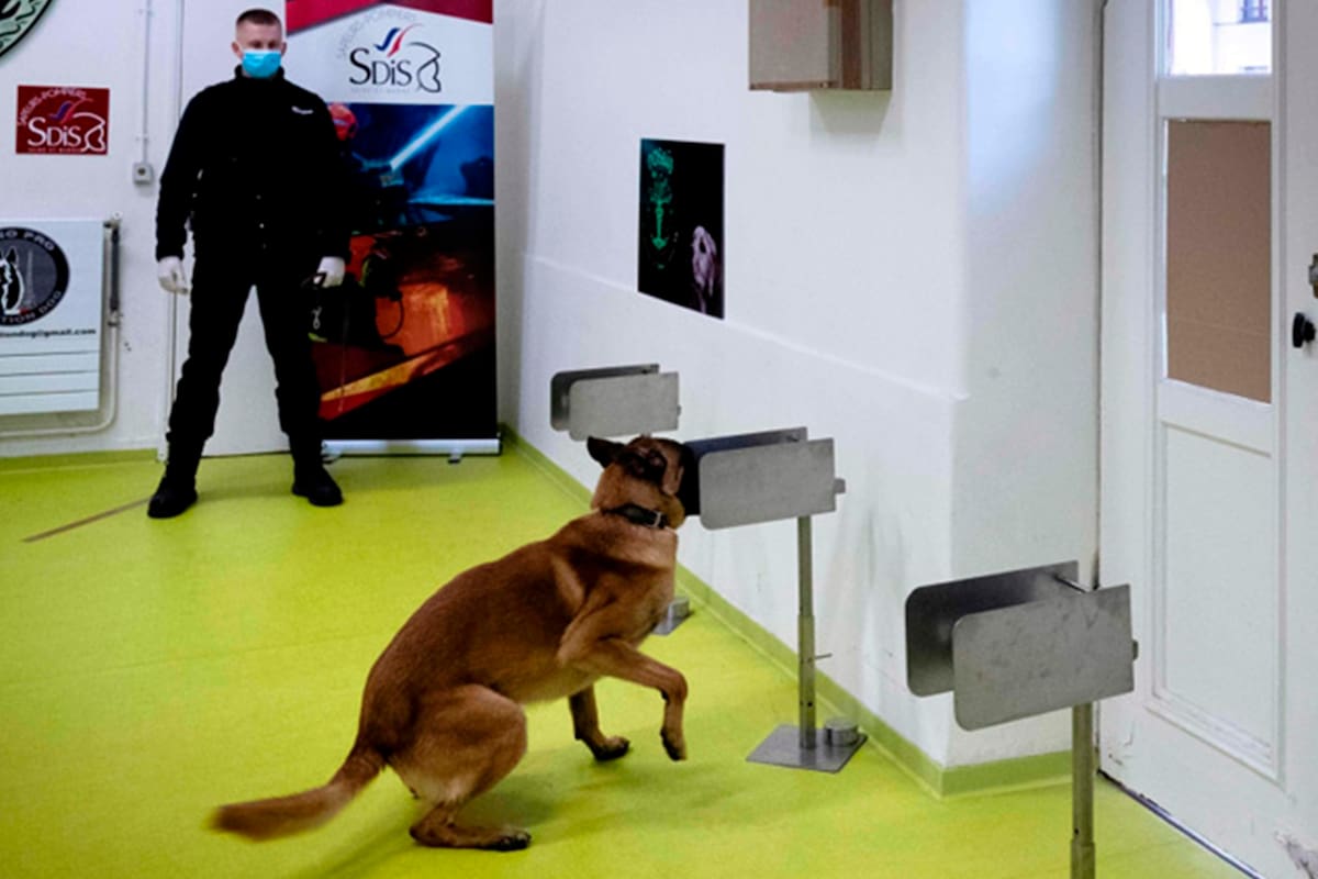 El entrenamiento de un perro para la detección de coronavirus en Francia