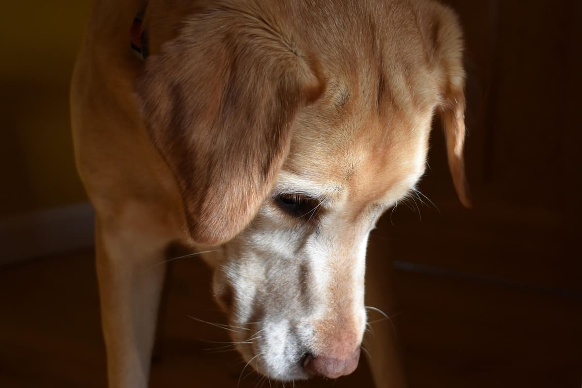 El envejecimiento en los perros no ocurre de manera uniforme, ya que depende estrictamente del peso y la raza de cada ejemplar (Foto: iStock)