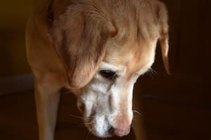 El envejecimiento en los perros no ocurre de manera uniforme, ya que depende estrictamente del peso y la raza de cada ejemplar (Foto: iStock)