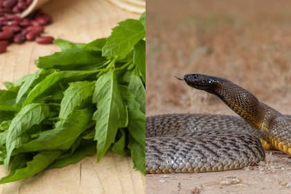 El epazote actúa como un repelente natural de serpientes en Texas