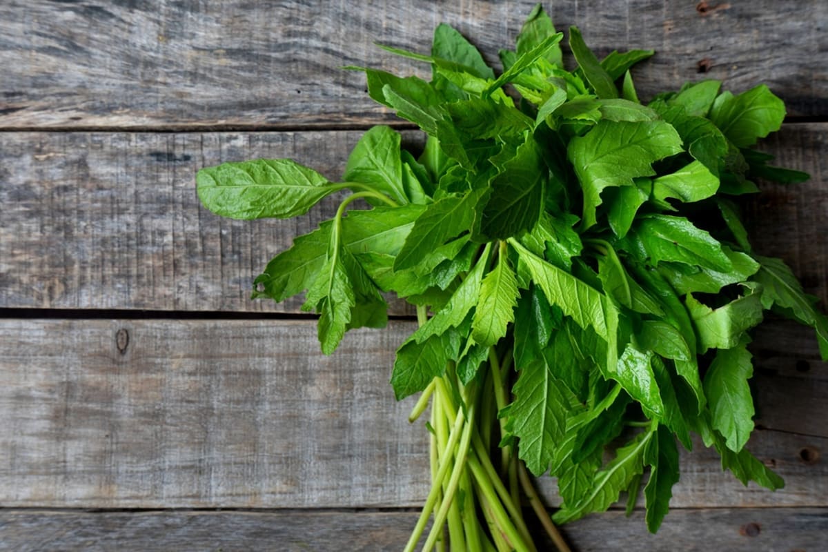 El epazote es una de las plantas de México más apreciadas, no solo por su sabor, sino por sus propiedades medicinales