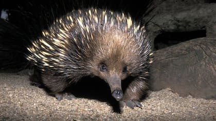 El equidna de pico largo de Attenborough, capturado por cámaras remotas durante la Expedición Cyclops.