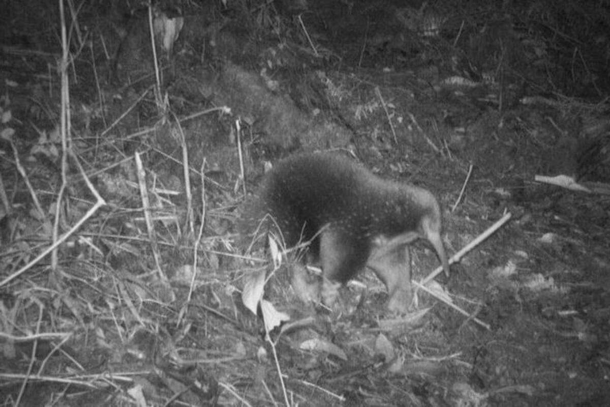 El equidna de pico largo de Attenborough fue filmado por cámaras ocultas en los montes Cíclopes en Indonesia