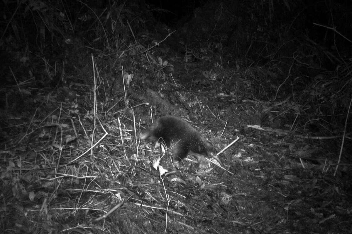 El equidna de pico largo de Attenborough, un monotrema, tiene "púas de erizo y hocico de oso hormiguero"