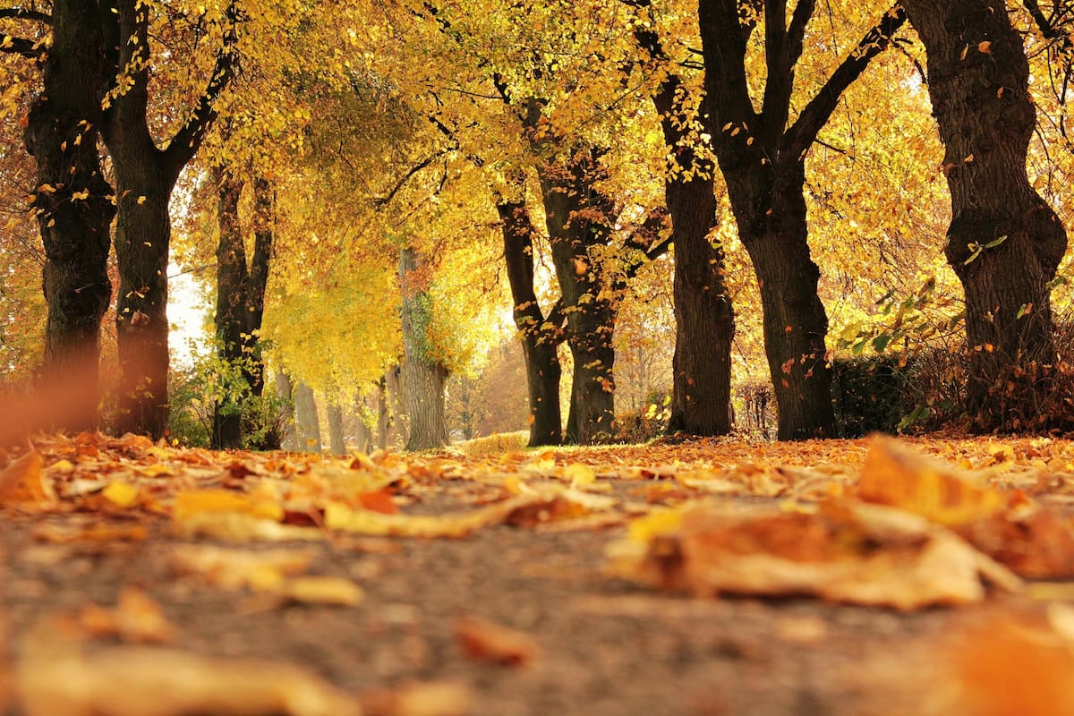 El equinoccio de otoño comenzará a mediados de septiembre.
