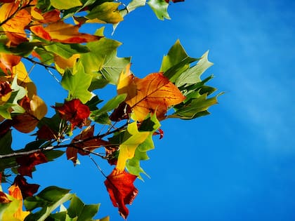 El equinoccio de otoño no se puede presenciar como otros fenómenos astronómicos (Pexels/Pixabay)