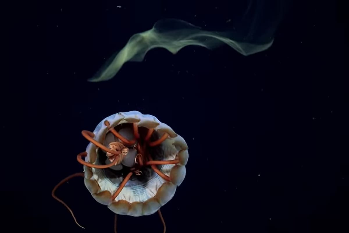 El equipo científico analiza múltiples estaciones de muestreo a profundidades que alcanzan los 3900 metros (Foto: Captura YouTube Schmidt Ocean)