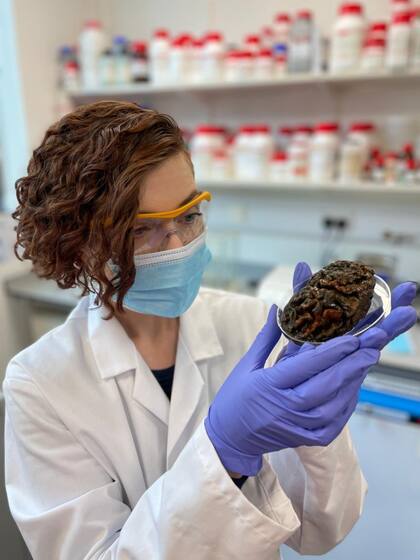El equipo de investigación considera que el estudio de los cerebros conservados por más de 1.000 años podría ser útil para nuestro futuro