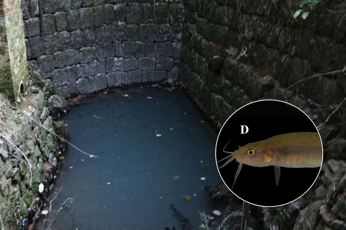 El equipo de investigación fue integrado por Hao-Lin Mo, Jian Yang, Peng Li y Li-Na Du