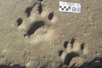 El equipo de investigadores está compuesto por profesionales de la Fundación Azara, la Universidad Maimónides, el Museo Municipal Punta Hermengo de Miramar, el Museo Argentino de Ciencias Naturales y el Consejo Nacional de Investigaciones Científicas y Técnicas (CONICET)